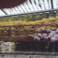 لور دراپه تصویر منظره