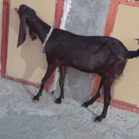 فروش‌بز‌گل‌گلی‌