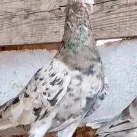 سار شکلاتی