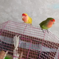 کوتوله برزیلی سبز رنگ فقط
