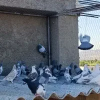 کفتر|پرنده|قلعه نو, |دیوار