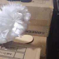 کفتر ،کبوتر