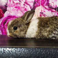 بچه خرگوش خونگی