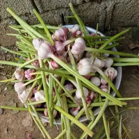 فروش سیر ییلاقی درجه یک