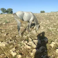 اسب|اسب و تجهیزات اسب‌سواری|ایوان, |دیوار