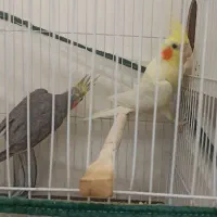 عروس هلندی
