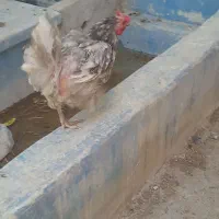 مرغ کرچ