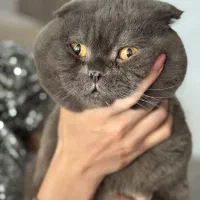 گربه اسکاتیش بلو فروش