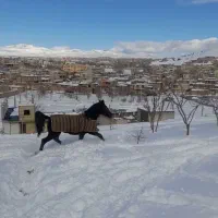 اسب|اسب و تجهیزات اسبسواری|بن, |دیوار