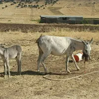 خر و خرکوری