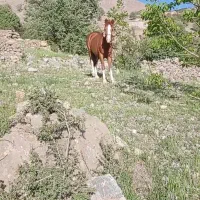 اسب پنج نشان خوش تیپ عالی