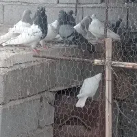 ۲۲تا کفتر خوب