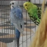 یک جفت مرغ عشق مولد فروش فوری
