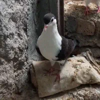 کبوتر