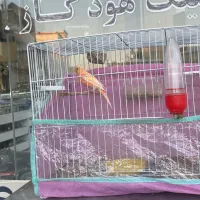 قناری