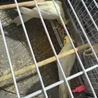 یک جفت عروس هلندی