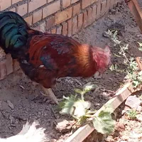 فروش‌یک عدد خروس