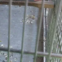 سهره ماده از مستی تخم گذاشته