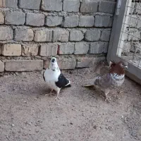 یک جفت کبوتر نر ماده