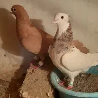 کبوتر  صید