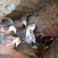 جوجه مرغ و خروس ۳ماهه