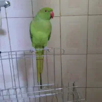 پرنده ‌طوطی‌‌ملنگو