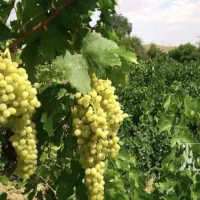 زمین باغ میمی در میدون الغدیر قوچان