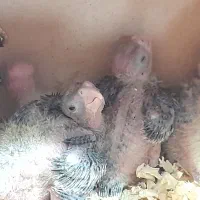 جوجه عروس ۱۵ روزه