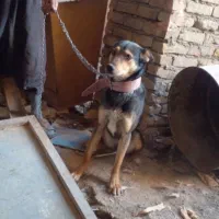 سگ ژرمن
