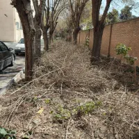 تمیز کردن و جمع آوری شاخه و برگ های باغات