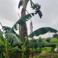 فروش زمین باغی روستای قرن آباد  ۲۰۰ متر  قبل روستا