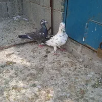 کبوتر گوره