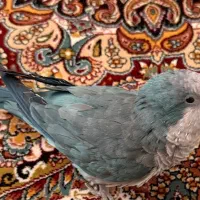 طوطی کواکب (راهب) گمشده. مژدگانی