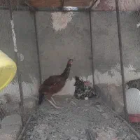 مرغ و خروس