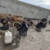 بوقلمون نر و ماده