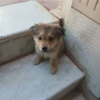 سگ پامر