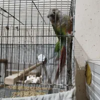 گرینچیک|پرنده|خرمشهر, |دیوار