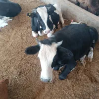 گوساله