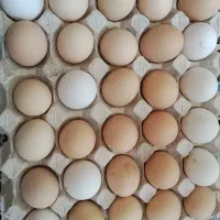 تخم مرغ طبیعی