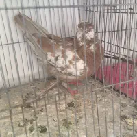 کفتر ماده  گرگی