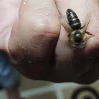 ملکه زنبور عسل