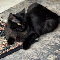 واگذاری گربه مشکی مصری