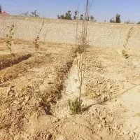 فروش-باغچه-در-منجیل-آباد