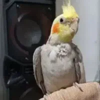 عروس هلندی نر