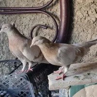 یجفت زرد اصفهانی کلکسیونی