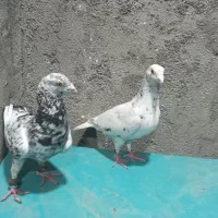یک جفت کبوتر  ساروسرور توس 65