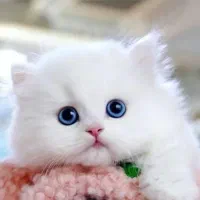 توله گربه پرشین چشم آبی