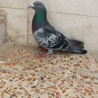 کبوتر|پرنده|کارون, |دیوار