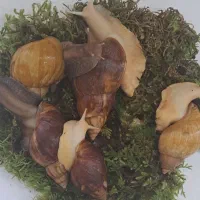 فروش حلزون آچاتینا آلبینو از یک ماهه تا یک ساله
