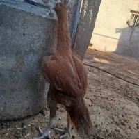 مرغ لاری اصل فقط معاوضه